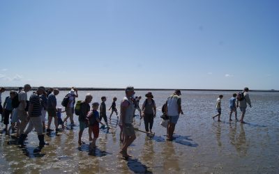 Wattwanderung zur Hallig Südfall (Schutzzone 1)