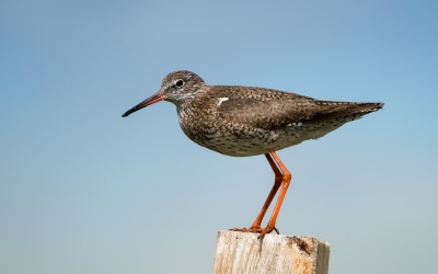 Vogelbeobachtung auf der Hallig Langeneß